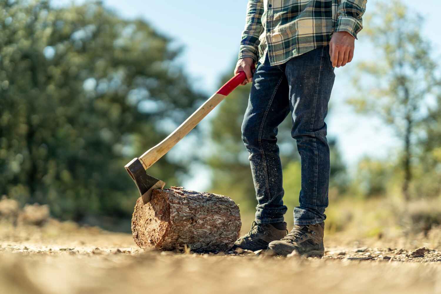 Emergency Storm Tree Removal in Pharr, TX